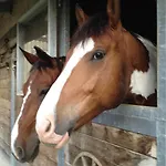 אורחן Logis De La Licorne La Ferrière